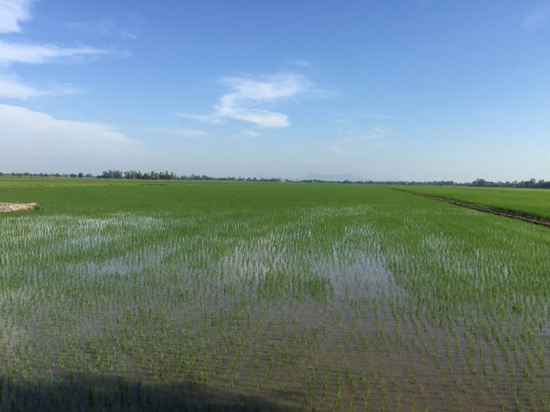 hinh lua 1 giam 5 phai.jpg